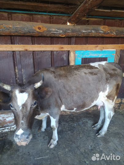 Коровы телята