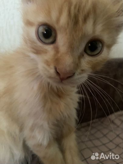 Рыжий котенок в добрые руки