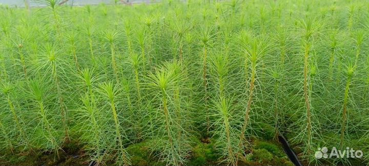 Сеянцы ели зкс опт