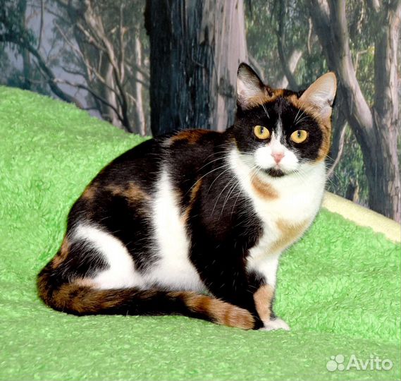 Кошки в добрые руки