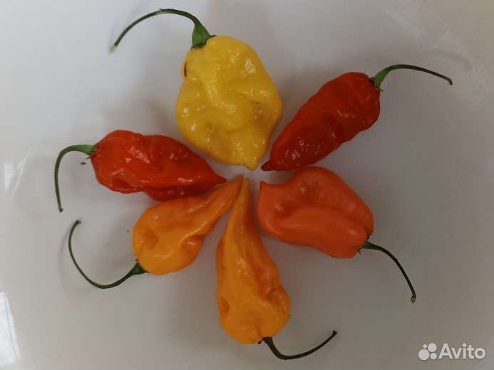 Самые острые перцы