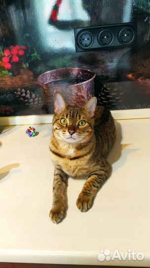 Отдам кошку Липу