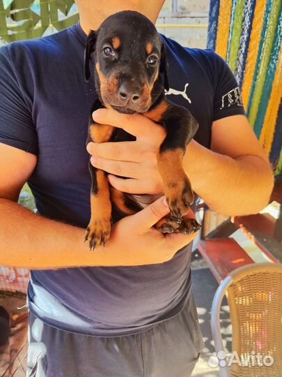 Щенки добермана