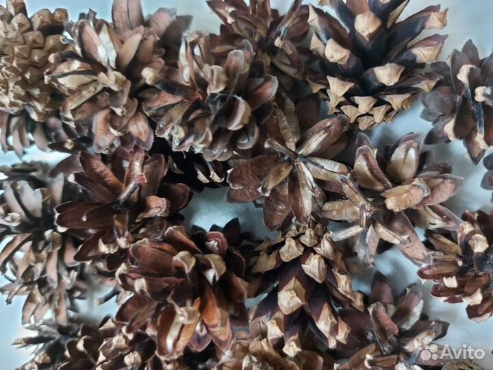 Шишки для поделок