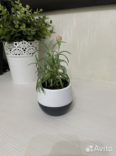 Гвоздика декоративная