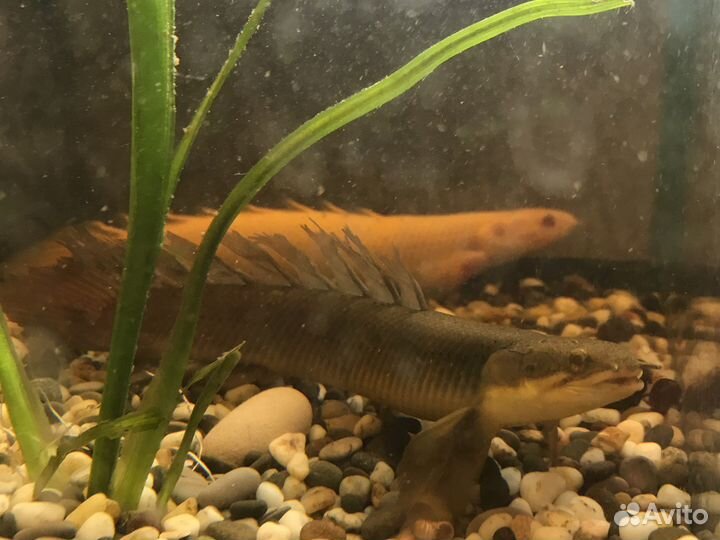 Полиптерусы