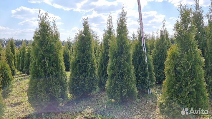 Туя западная Смарагд