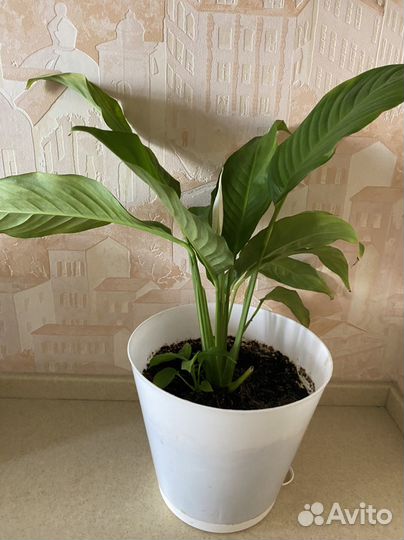 Спатифиллум