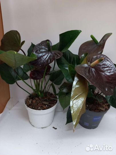 Антуриум Чёрный дракон