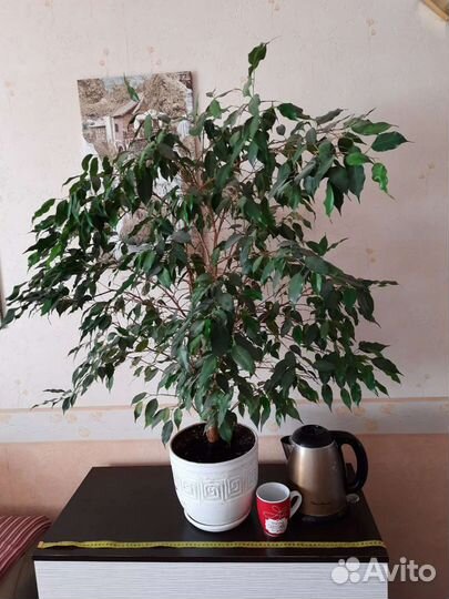 Фикус бенджамина 9 лет 100см на 100см крона