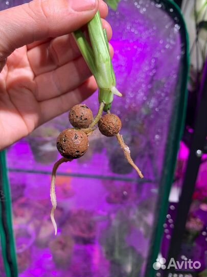 Монстера лехлериана вар