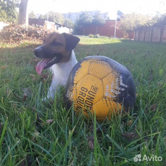 Вязка Джек-Рассел