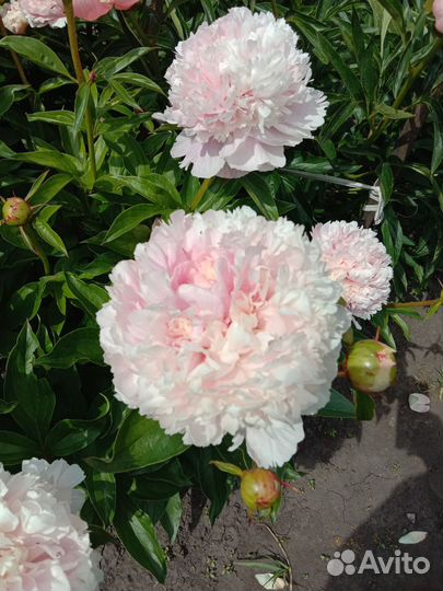 Продам корни пиона