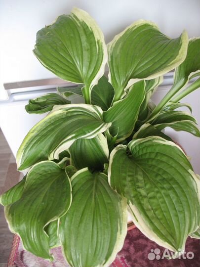 Многолетники:хосты,примулы,маргаритки,лилейник