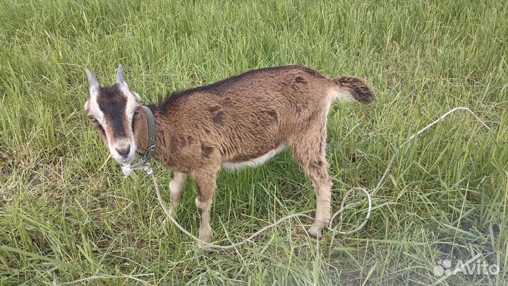 Продаются козлики и козочки