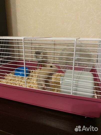 Хомячка конфетка ищет хозяина