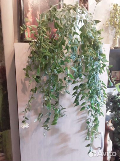 Хойя белла цветущая ампельная