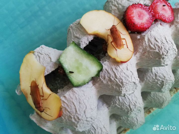 Туркменские тараканы