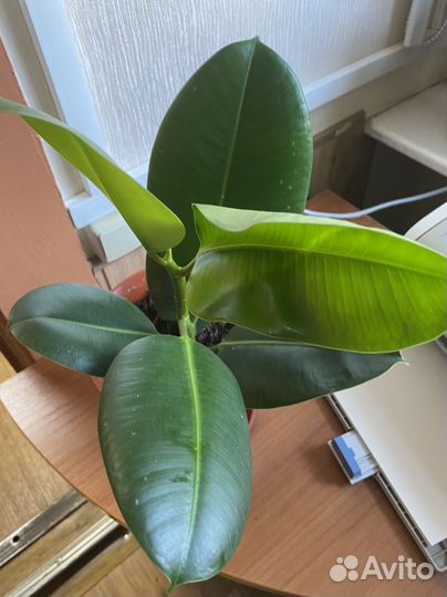 Фикус каучуконосный