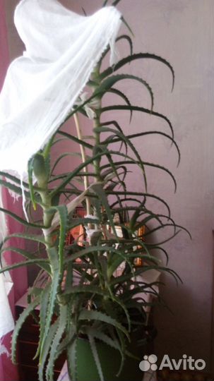 Алоэ на лекарство