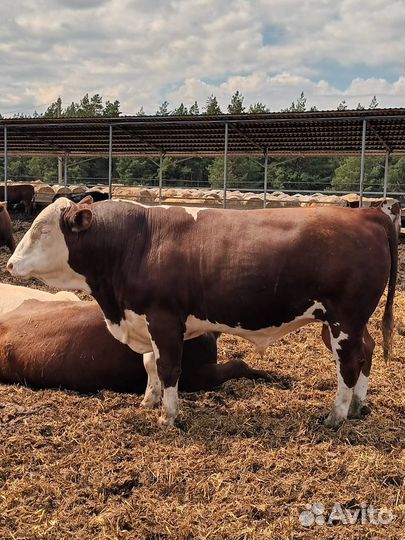 Бычки и быки