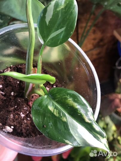 Филодендрон белая принцесса с розовым