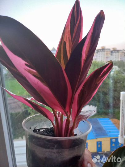 Строманта триколор