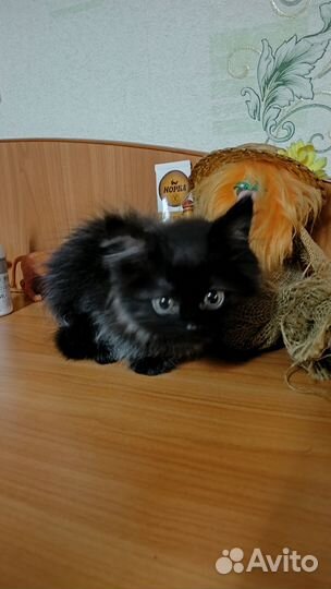 Котята в добрые руки даром