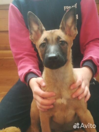 Щенки малинуа