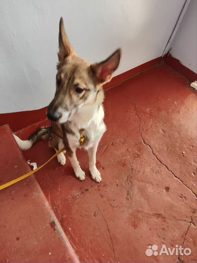 Собачка мальчик