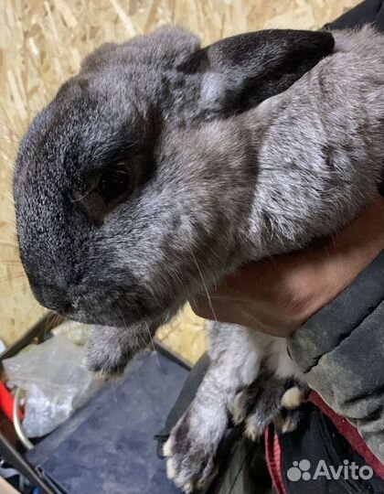 Кролики мясных пород