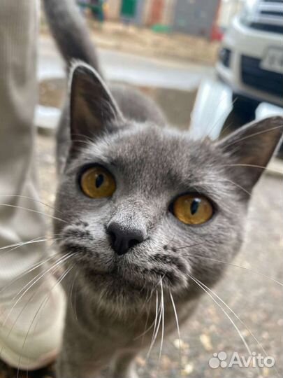 Британская кошка