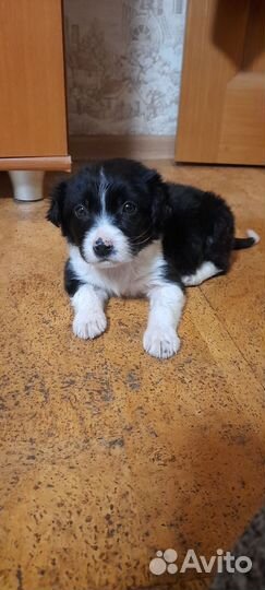 Щенок в добрые руки