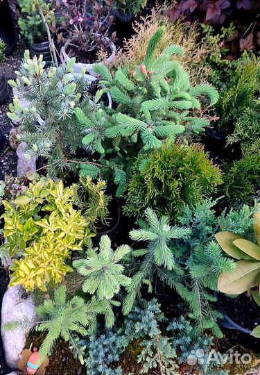 Хвойники, декоративные кустарники