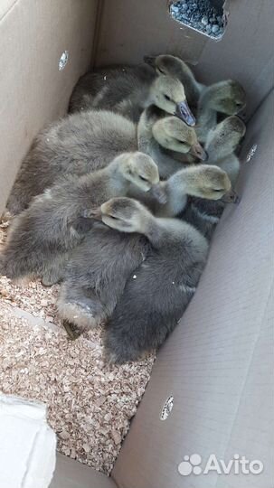 Утята муларды