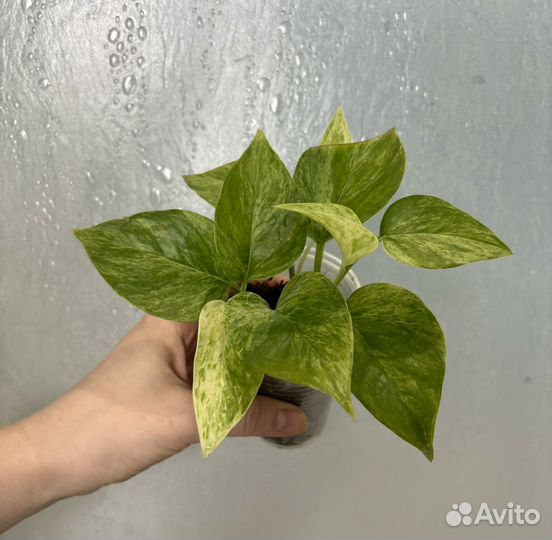 Сингониум,ктенанта,эпипремнум