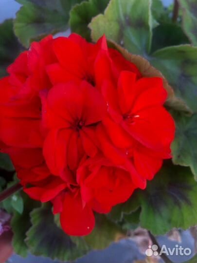 Герань пеларгония