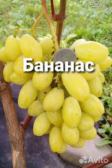 Саженцы Винограда