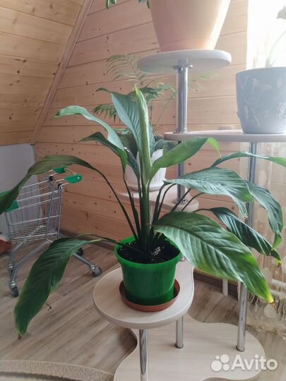 Спатифиллум