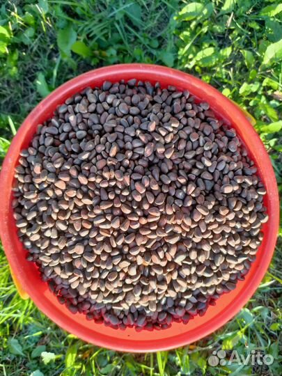 Кедровый орех в скорлупе