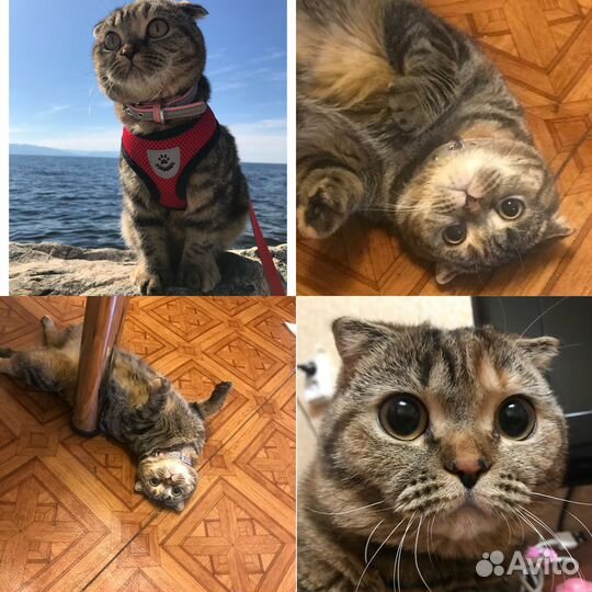 Отдам шотландскую кошку, подробности по телефону