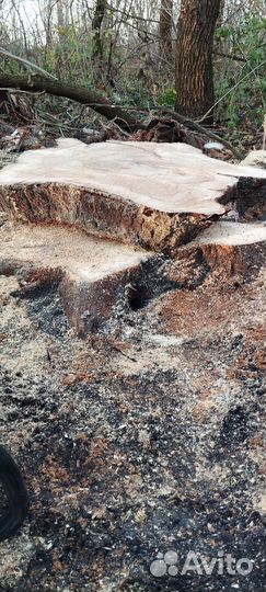 Спилы дерева из короля карагача