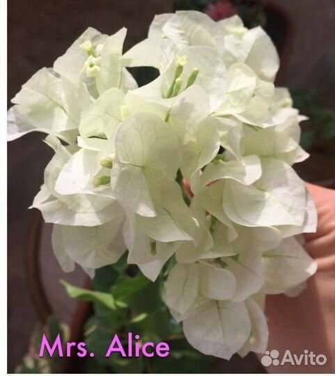 Бугенвиллия