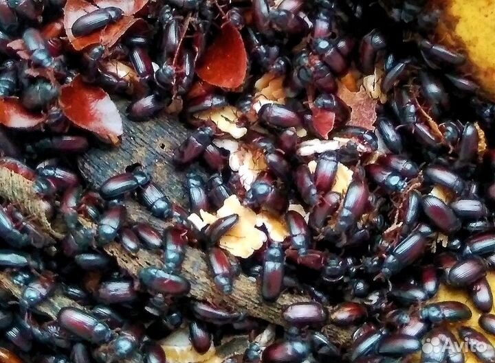 Жук знахорь (чернотелка) от 250 шт. Опт