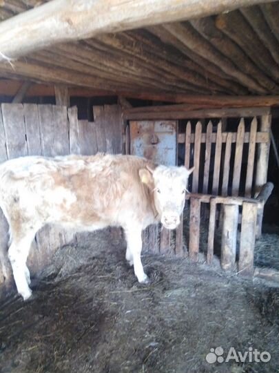 Телка 1.2года