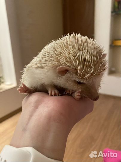 Африканский ежик