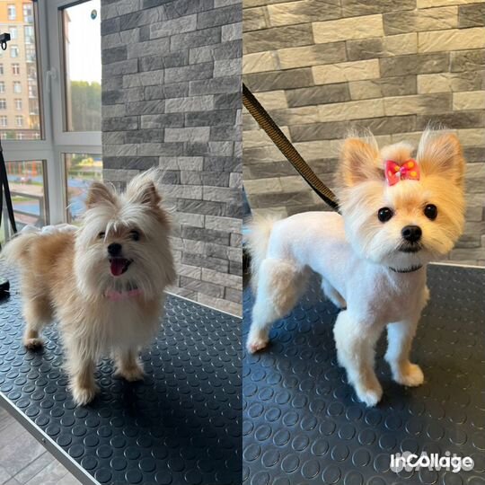 Грумер для собак и кошек