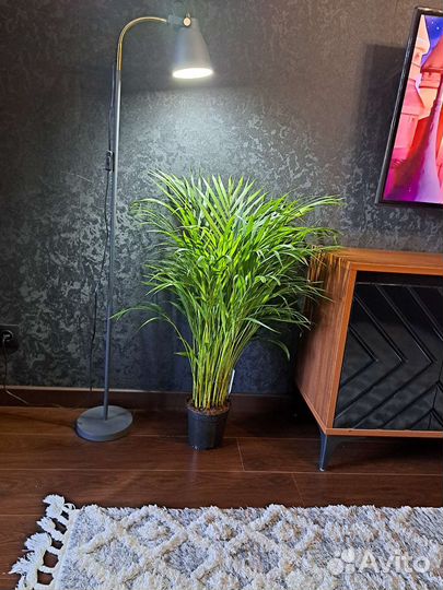 Пальма арека дипсис