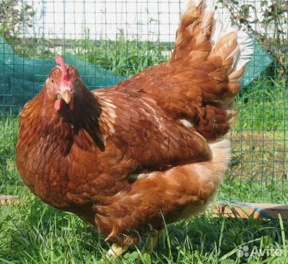 Куры Несушки с доставкой Ломан браун