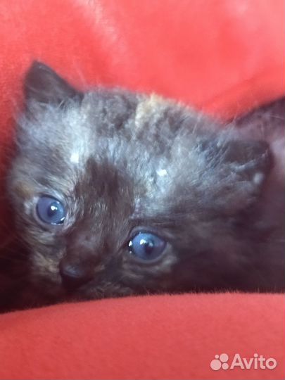 Отдам бесплатно